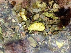 Halichondria panicea