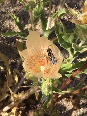 Xeralictus timberlakei