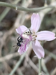 Perdita albonotata