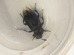 Nicrophorus humator
