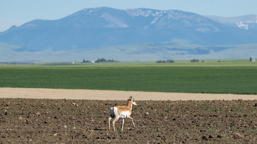 Pronghorn photographed in Montana