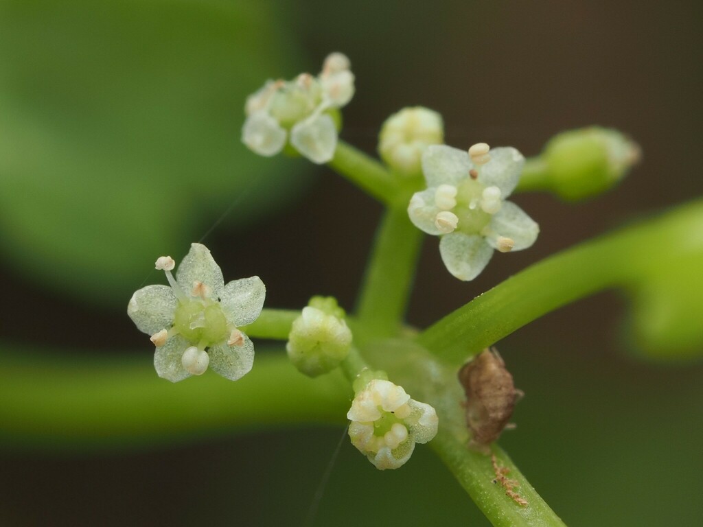 Apieae