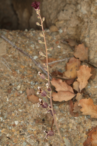 Image of Streptanthus insignis by (c) Steve Matson, some rights reserved (CC BY)