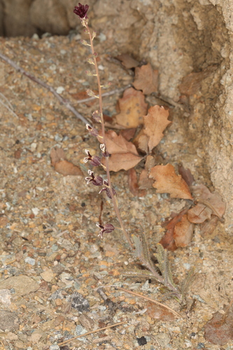 San Benito jewelflower (Streptanthus insignis)
