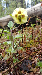 Physalis orizabae