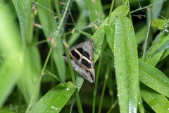 Grammodes geometrica