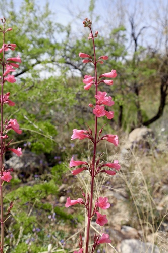 Penstemon parryi
