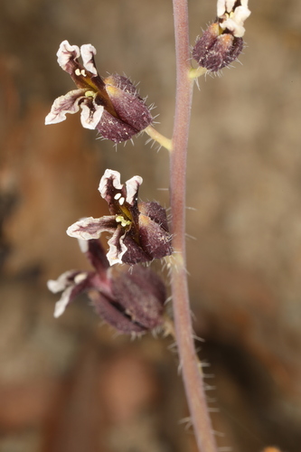 Image of Streptanthus insignis by (c) Steve Matson, some rights reserved (CC BY)