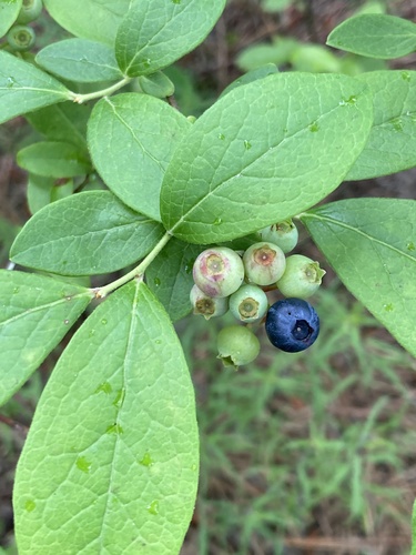 Photograph of Blueberries