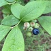 Blueberries - Photo (c) er-birds, some rights reserved (CC BY), uploaded by er-birds