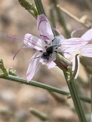 Perdita albonotata