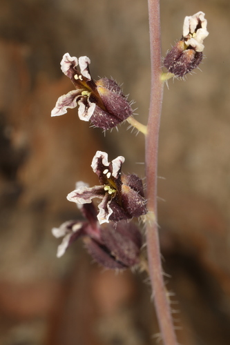 Image of Streptanthus insignis by (c) Steve Matson, some rights reserved (CC BY)