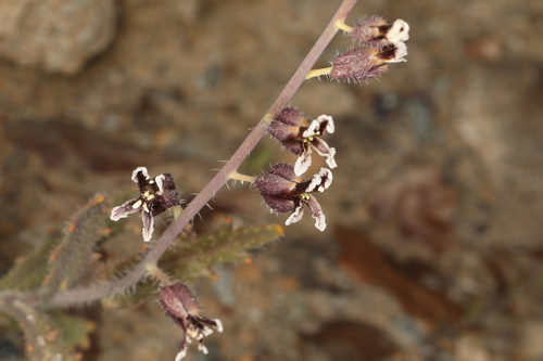 Image of Streptanthus insignis by (c) Steve Matson, some rights reserved (CC BY)