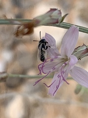 Perdita albonotata