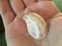 Crepidula fornicata image
