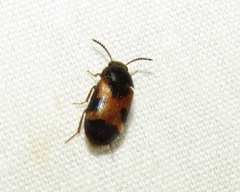 Mycetophagus punctatus