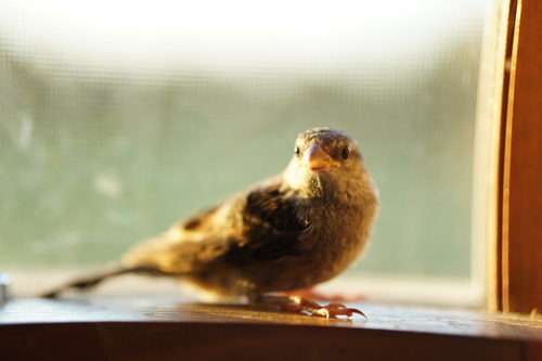 House Sparrow photographed in Ohio