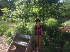 Quercus macrocarpa macrocarpa