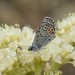 Columbian Blue - Photo (c) David Anderson, some rights reserved (CC BY-NC-SA), uploaded by David Anderson