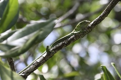 Emerald Monitor photo 4