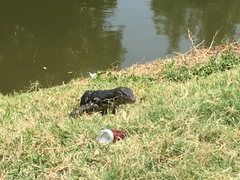 Varanus salvator salvator
