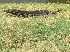 Varanus salvator salvator
