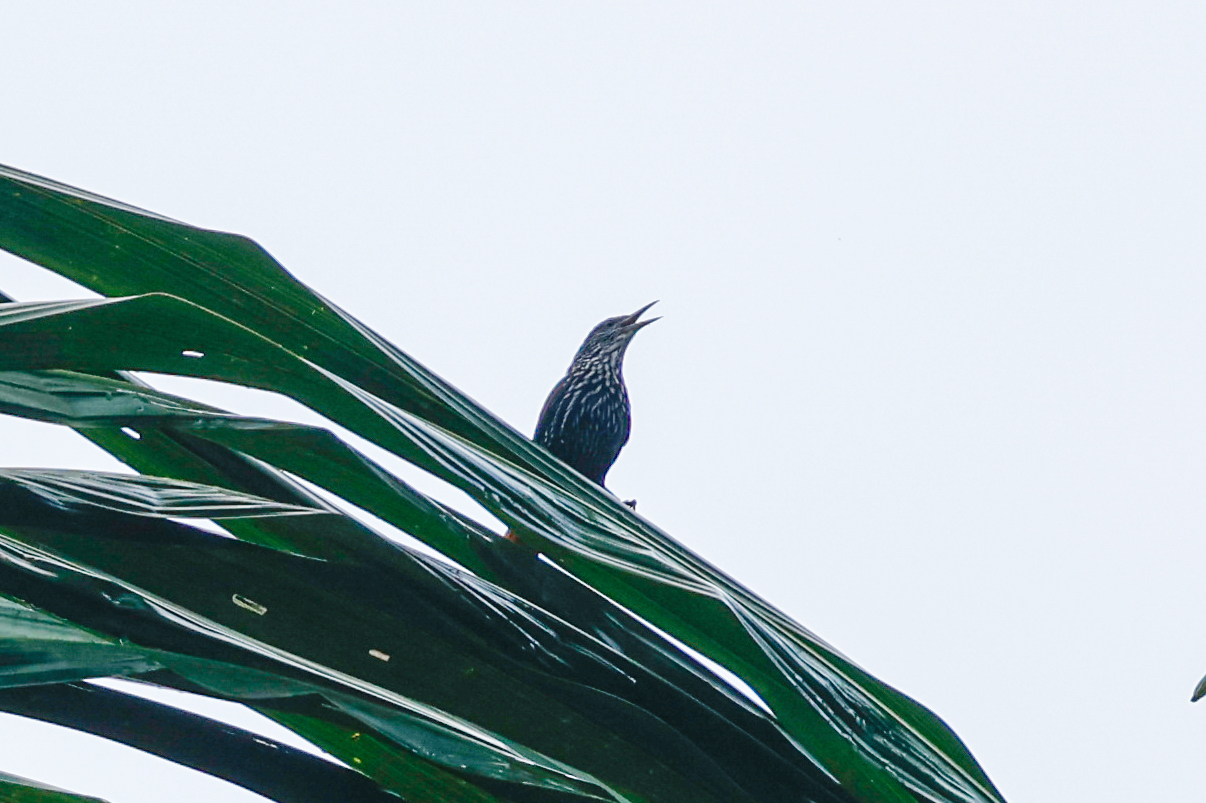 Point-tailed Palmcreeper (Berlepschia rikeri), photo 2