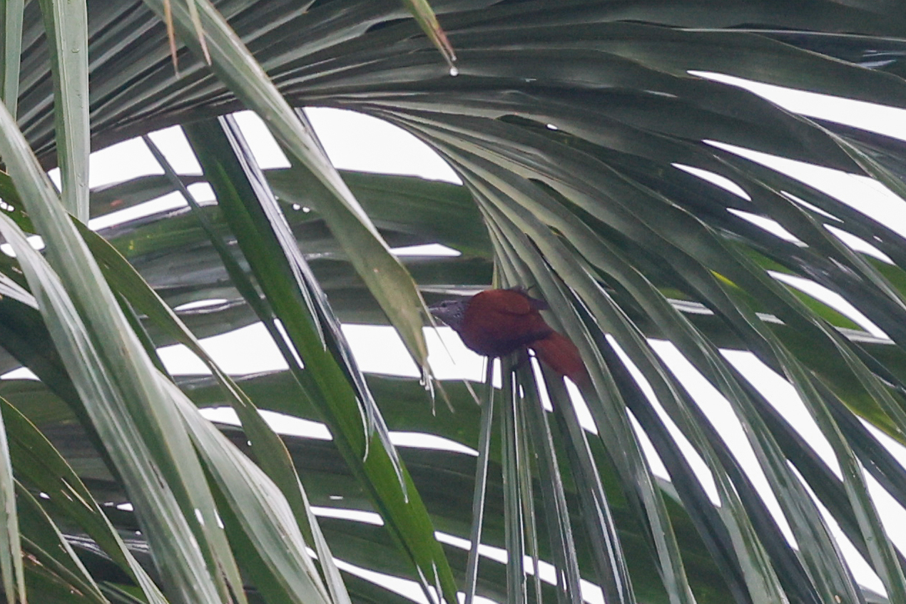 Point-tailed Palmcreeper (Berlepschia rikeri), photo 3