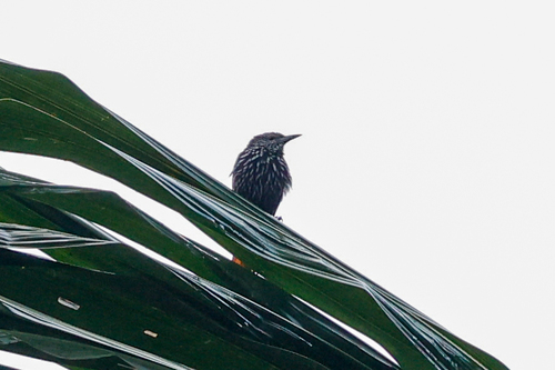 Point-tailed Palmcreeper (Berlepschia rikeri), photo 9