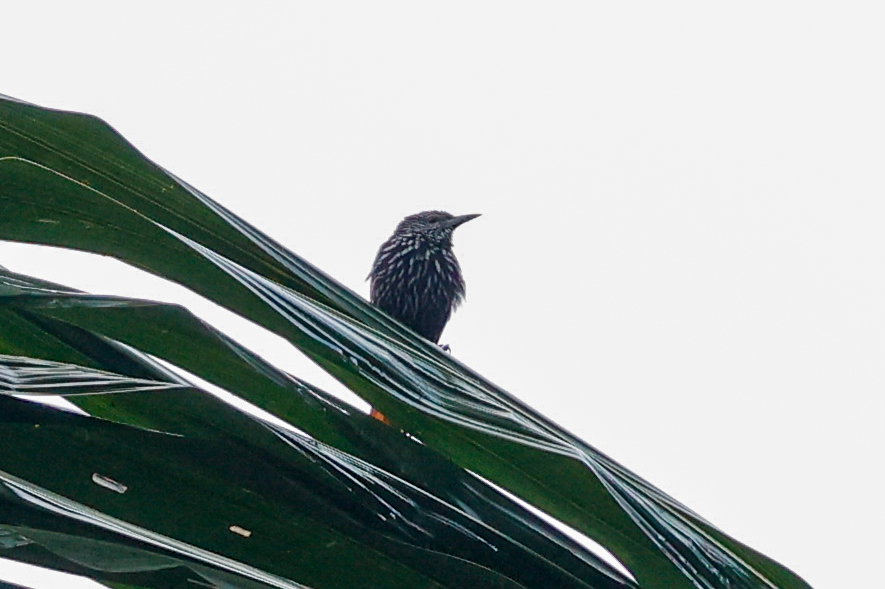 Point-tailed Palmcreeper (Berlepschia rikeri), photo 4