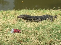 Varanus salvator salvator