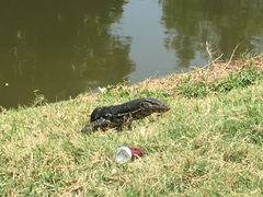 Varanus salvator salvator