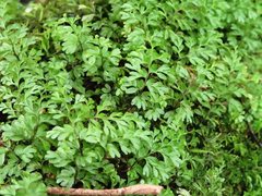 Hymenophyllum cupressiforme