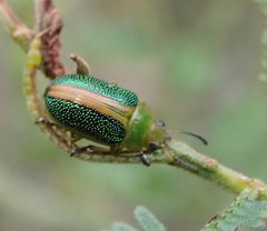 Calomela parilis