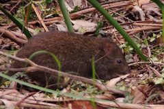 Potorous tridactylus