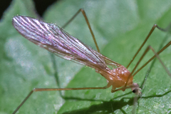 Prolimnophila areolata