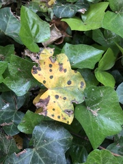 Xanthomonas campestris hederae