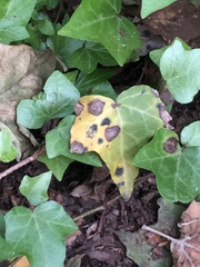 Colletotrichum trichellum