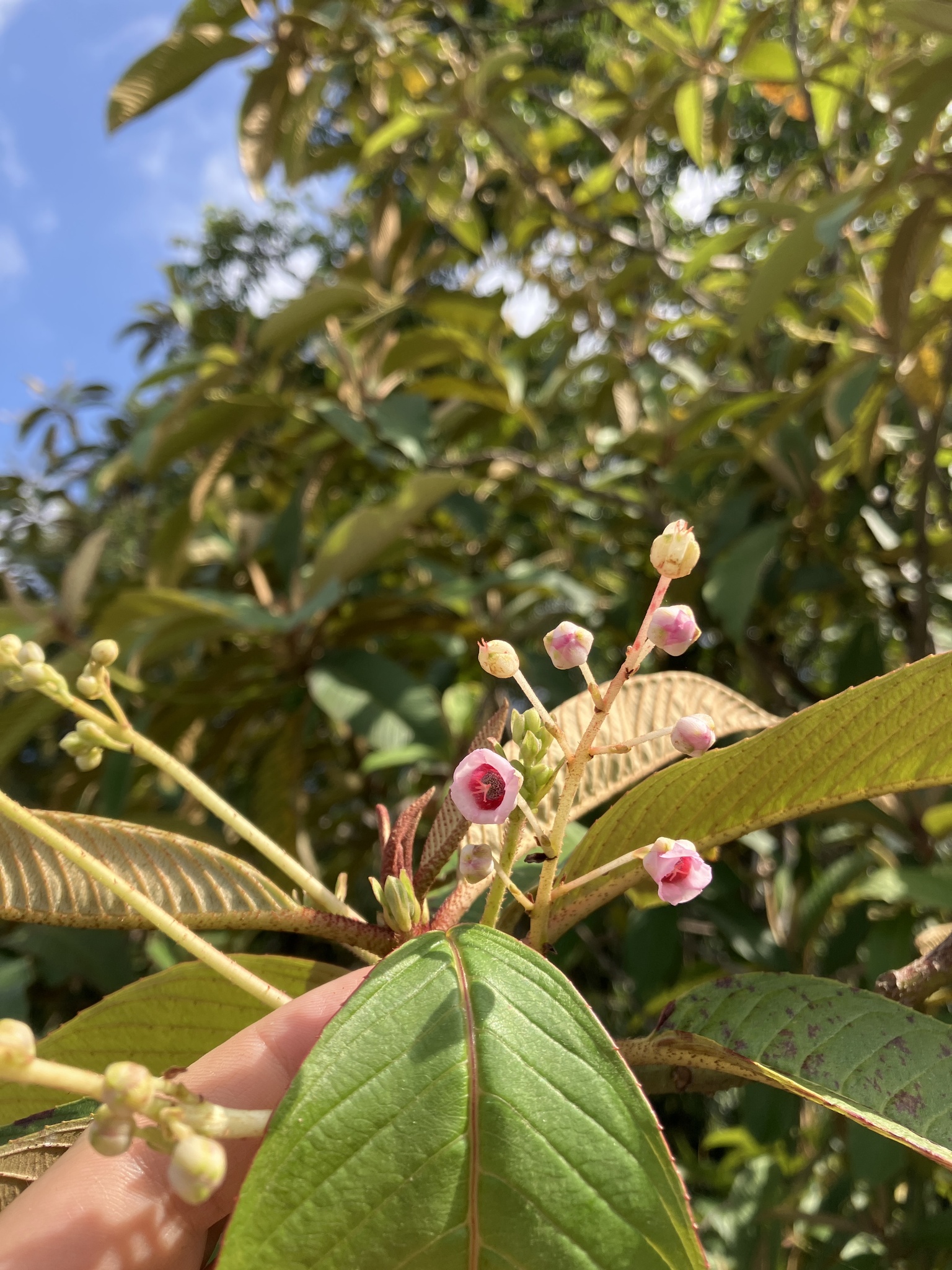 Saurauia napaulensis (Saurauia napaulensis)