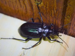 Calosoma macrum