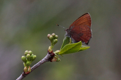 Callophrys augustinus iroides