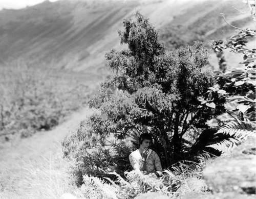 Sophora toromiro