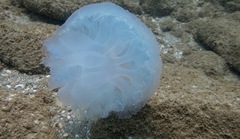 Rhopilema nomadica