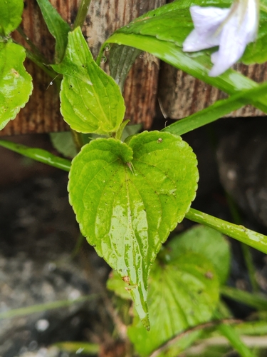 Image of Viola acuminata by (c) oonharn, some rights reserved (CC BY)