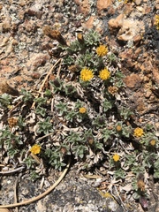 Heterotheca brandegei