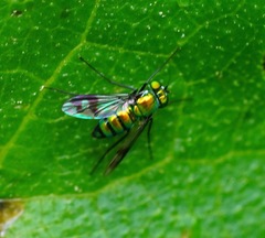 Condylostylus occidentalis
