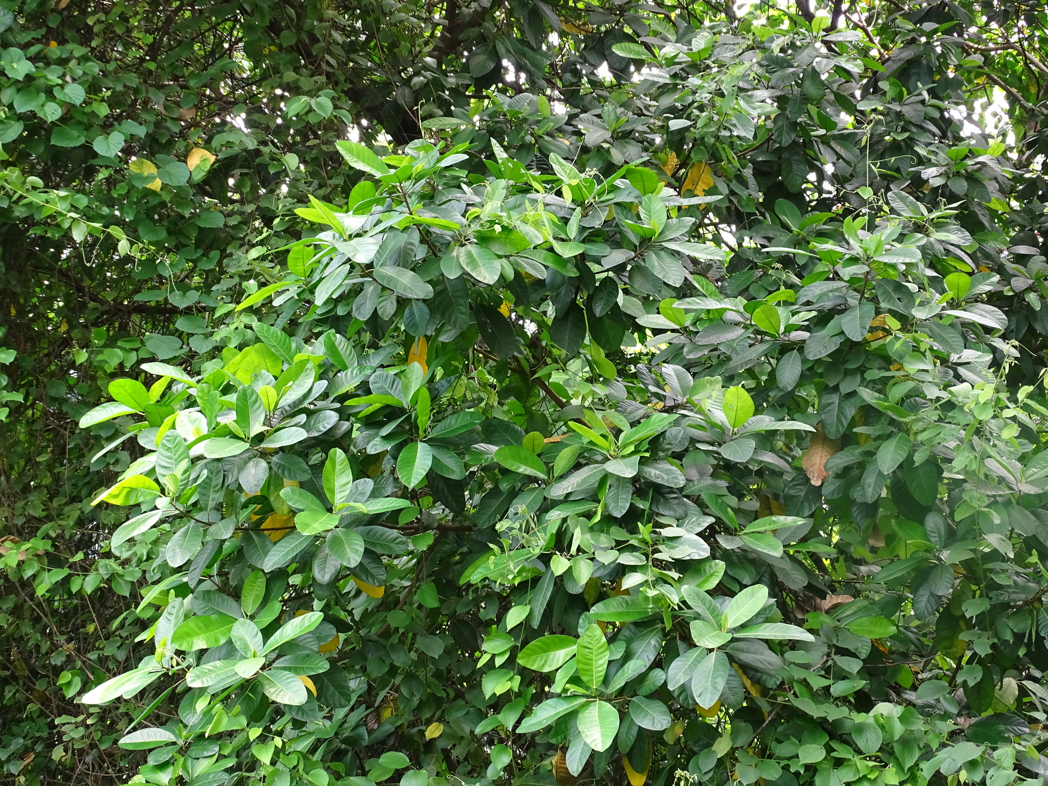 Imagem de Gameleira-branca