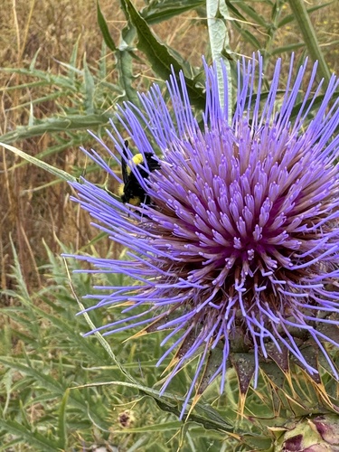 iNaturalist observation photo of Sonoran Bumble Bee