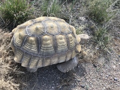 Centrochelys sulcata