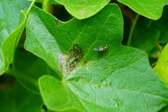 Condylostylus occidentalis